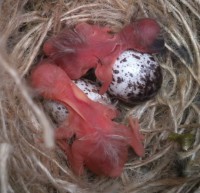 /album/filhotes1/foto-2-jpg/